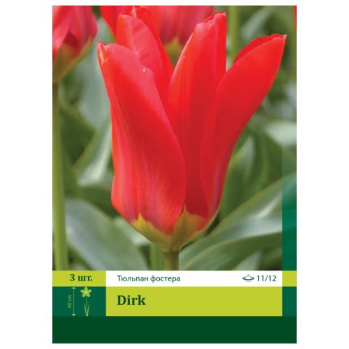 луковицы растений Тюльпан Дирк 11/12 (3)