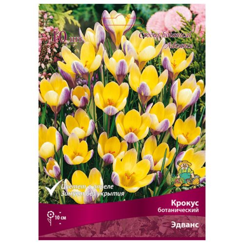 луковицы растений  крокус ботанический Эдванс в капере 10 шт. 5/7