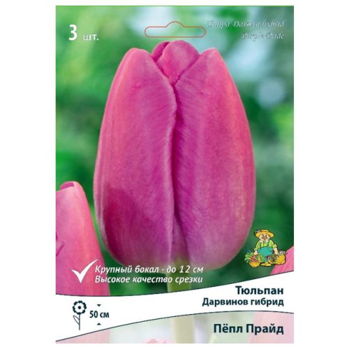луковицы растений тюльпан Дарвинов гибрид Пёпл Прайд 3 шт. 11/12